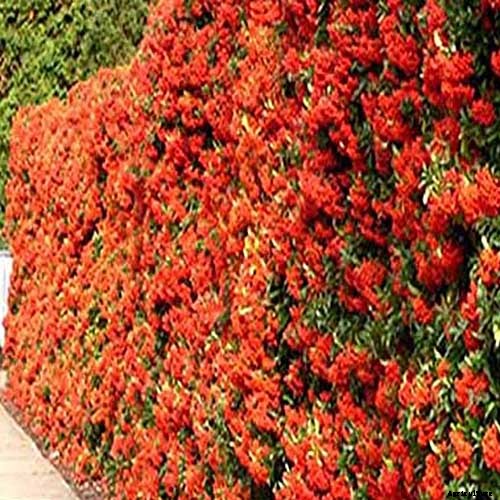23 of the Best Defensive Plants for Your Landscape