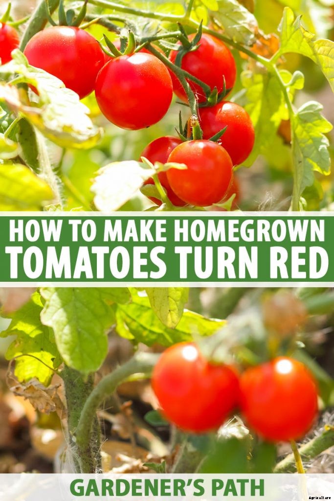 How to Make Tomatoes Turn Red When They Refuse to Ripen on the Vine