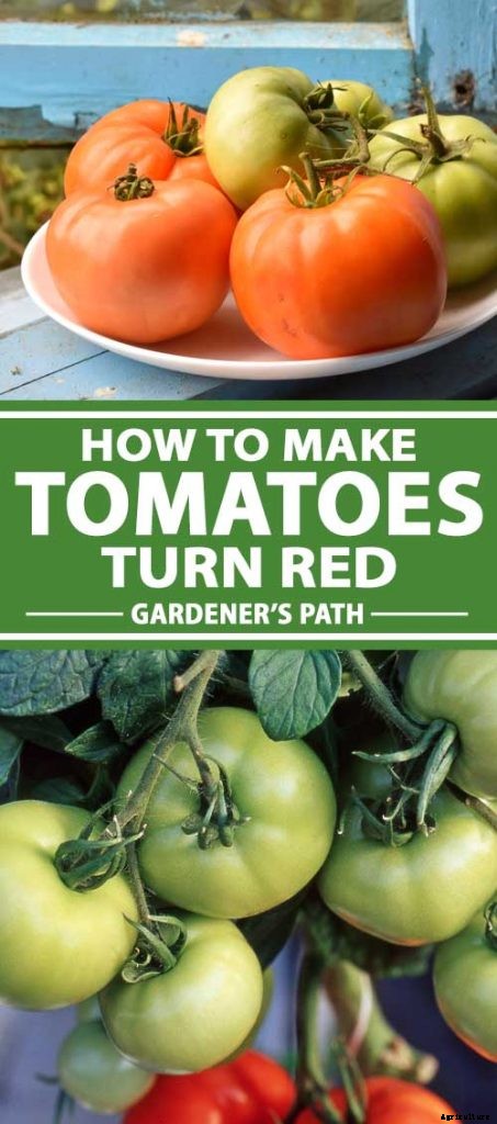 How to Make Tomatoes Turn Red When They Refuse to Ripen on the Vine