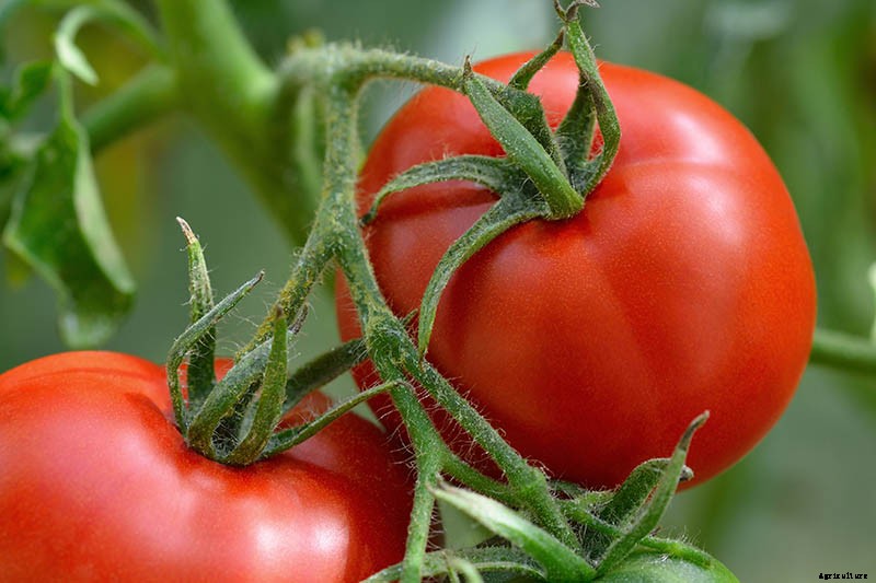 How to Make Tomatoes Turn Red When They Refuse to Ripen on the Vine