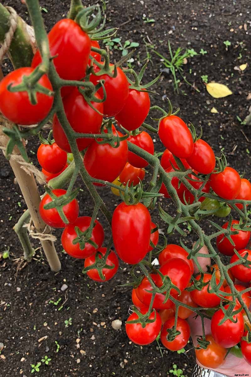 How to Make Tomatoes Turn Red When They Refuse to Ripen on the Vine