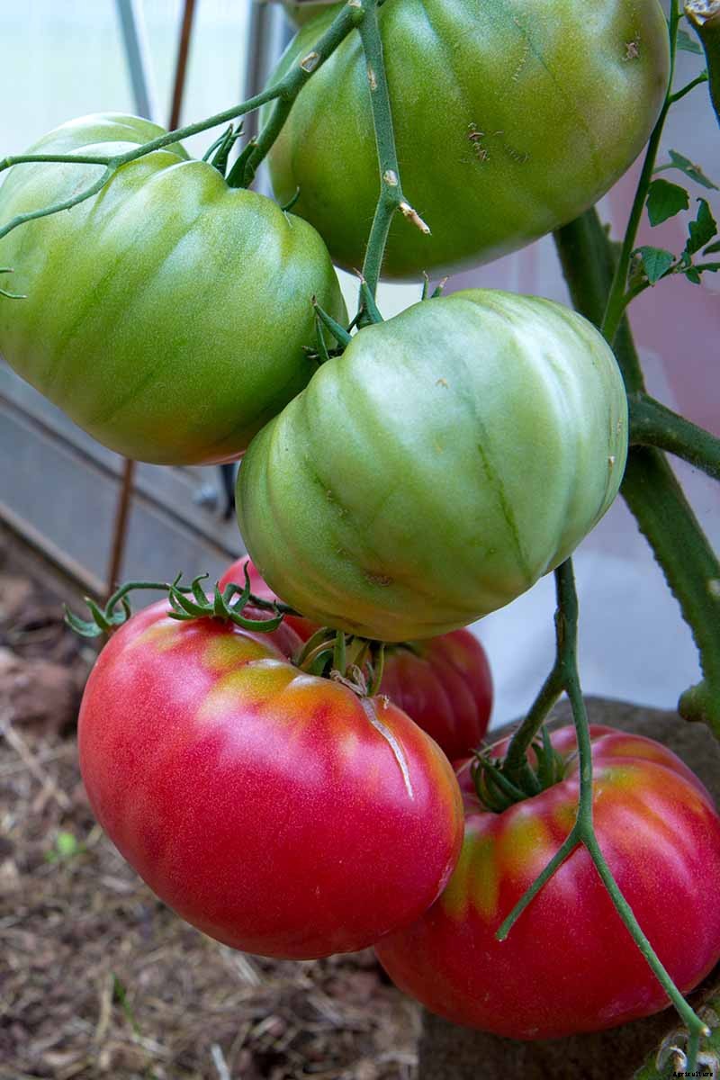 How to Make Tomatoes Turn Red When They Refuse to Ripen on the Vine