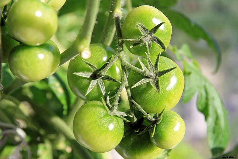 How to Make Tomatoes Turn Red When They Refuse to Ripen on the Vine