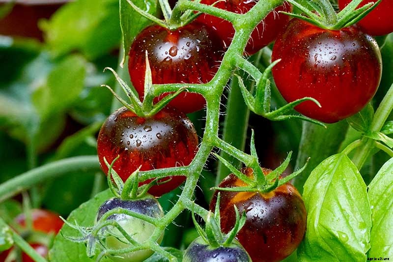 How to Make Tomatoes Turn Red When They Refuse to Ripen on the Vine