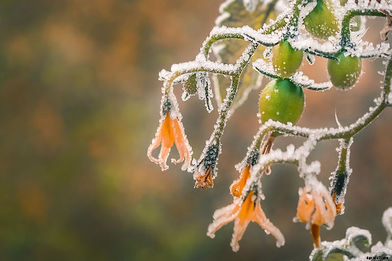 How to Make Tomatoes Turn Red When They Refuse to Ripen on the Vine