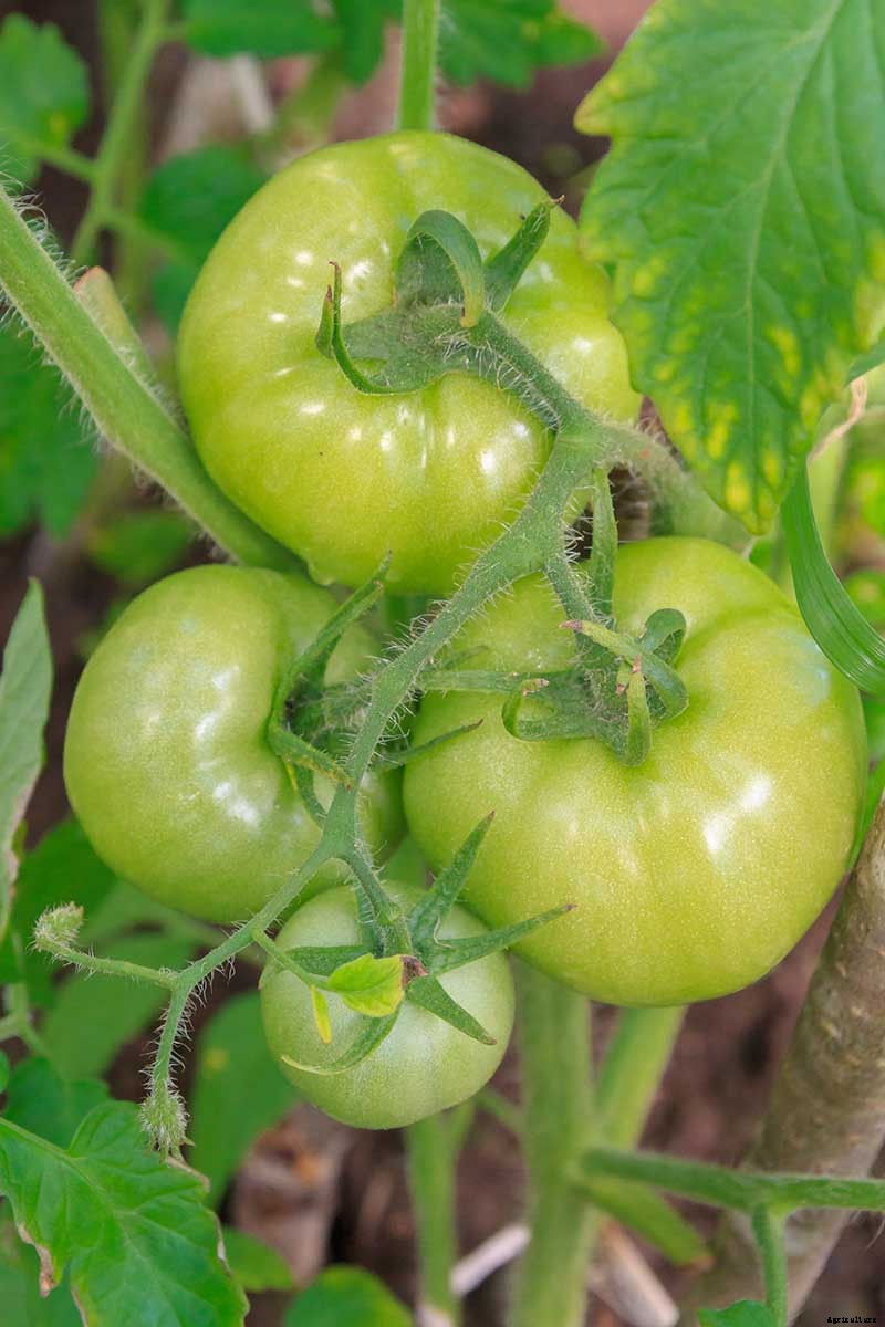 How to Make Tomatoes Turn Red When They Refuse to Ripen on the Vine