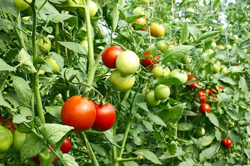 How to Make Tomatoes Turn Red When They Refuse to Ripen on the Vine