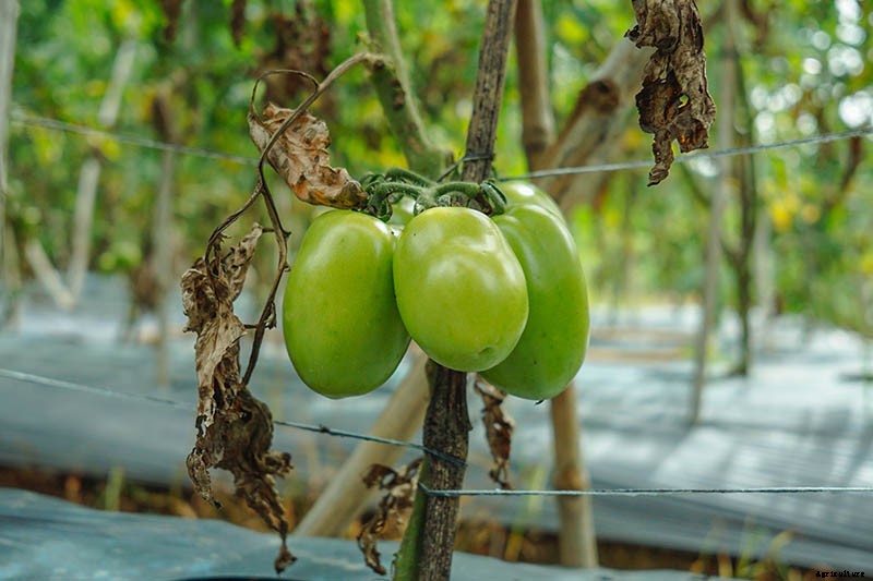 How to Make Tomatoes Turn Red When They Refuse to Ripen on the Vine