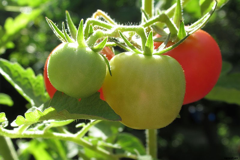 How to Make Tomatoes Turn Red When They Refuse to Ripen on the Vine