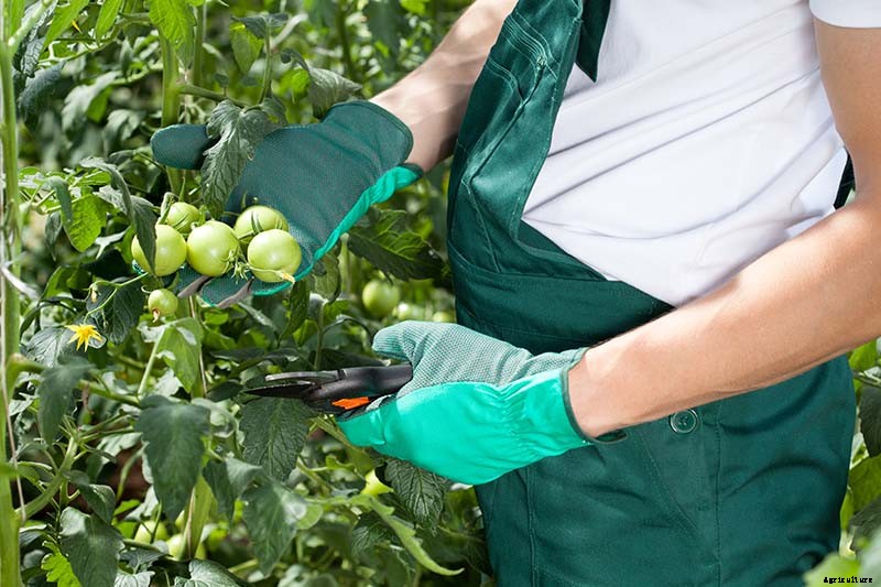How to Make Tomatoes Turn Red When They Refuse to Ripen on the Vine