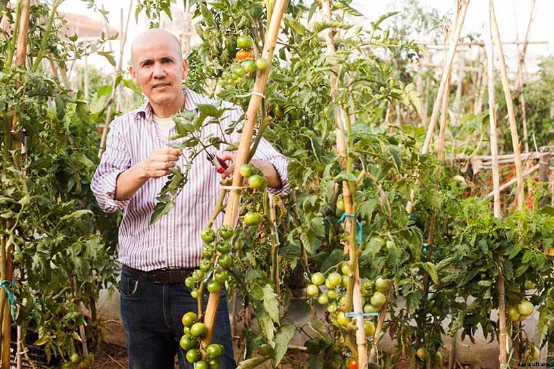How to Make Tomatoes Turn Red When They Refuse to Ripen on the Vine