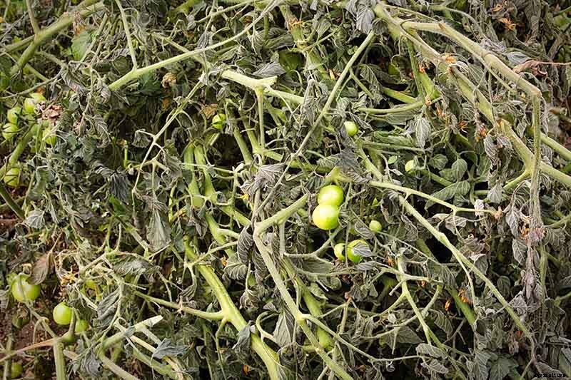 How to Make Tomatoes Turn Red When They Refuse to Ripen on the Vine