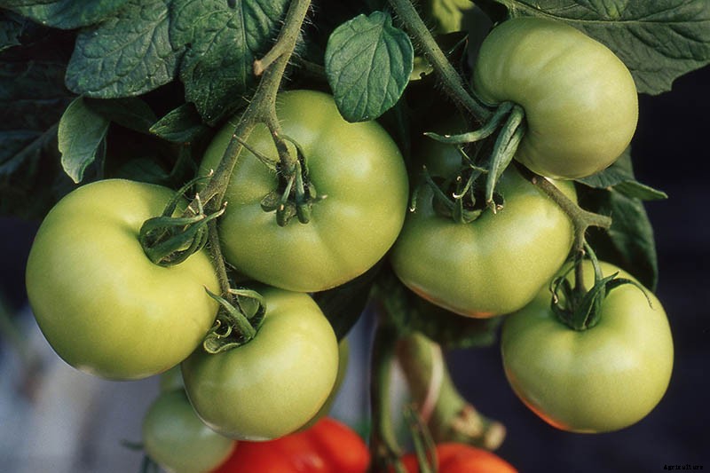 How to Make Tomatoes Turn Red When They Refuse to Ripen on the Vine