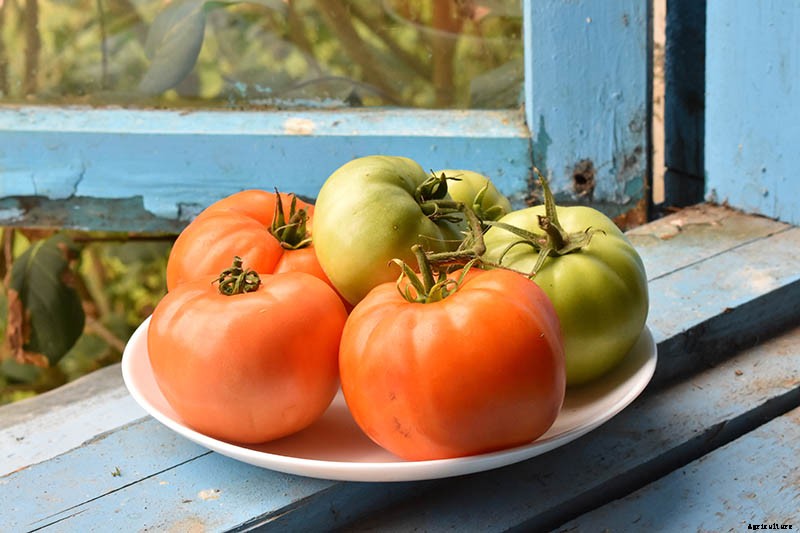 How to Make Tomatoes Turn Red When They Refuse to Ripen on the Vine