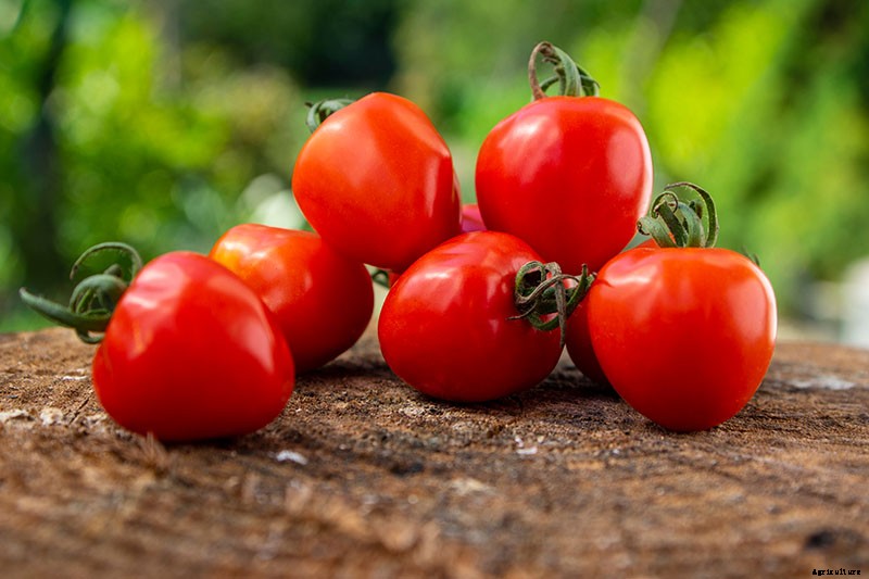 How to Make Tomatoes Turn Red When They Refuse to Ripen on the Vine