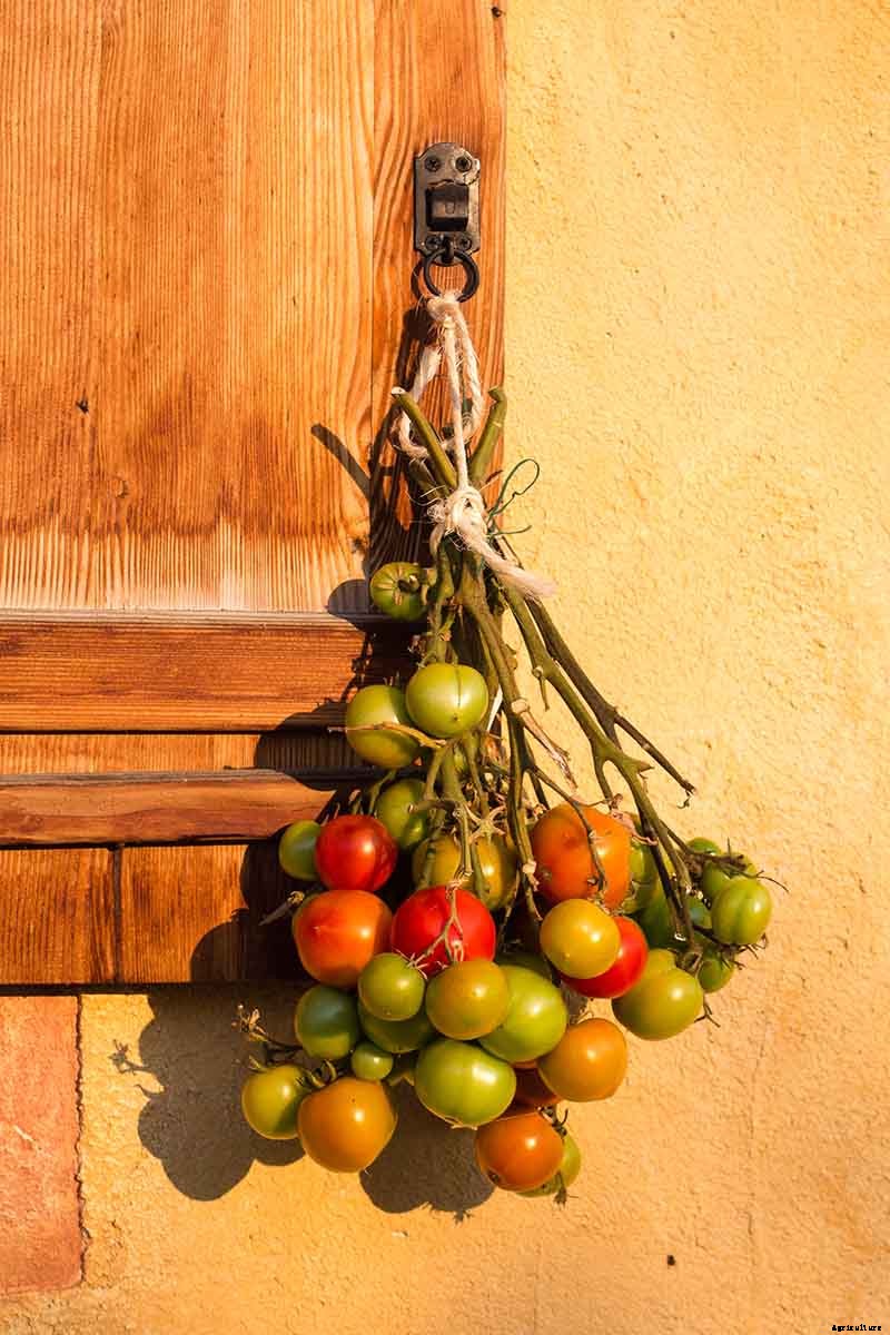 How to Make Tomatoes Turn Red When They Refuse to Ripen on the Vine