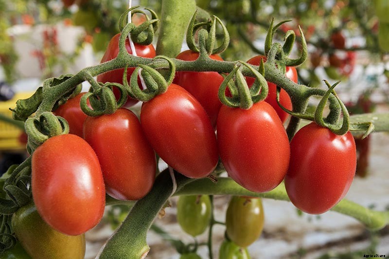 How to Make Tomatoes Turn Red When They Refuse to Ripen on the Vine