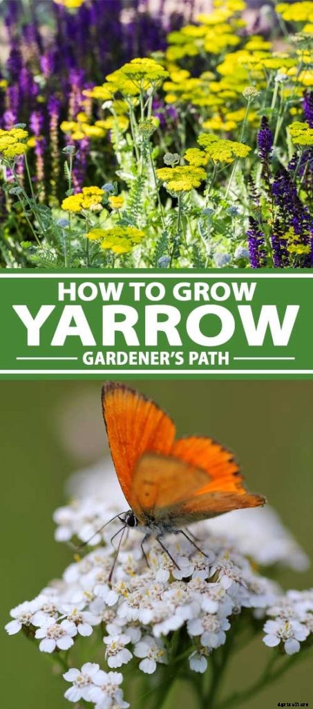 How to Grow and Care for Yarrow