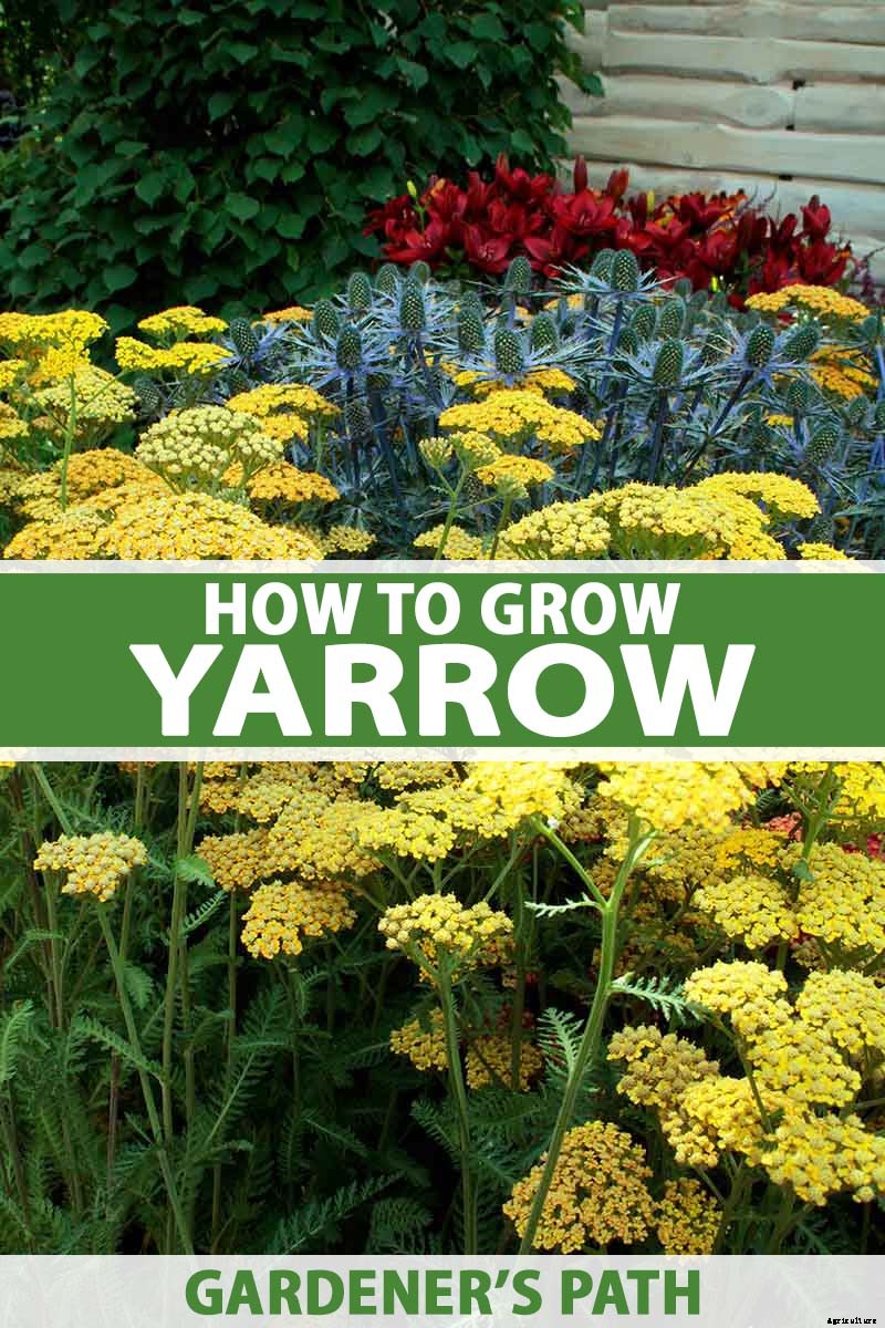How to Grow and Care for Yarrow