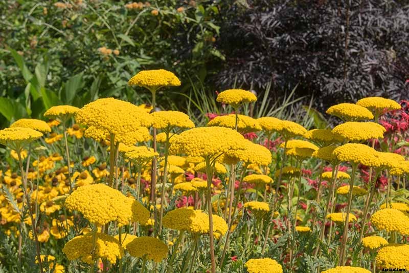 How to Grow and Care for Yarrow