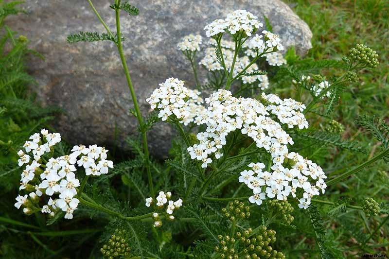 How to Grow and Care for Yarrow