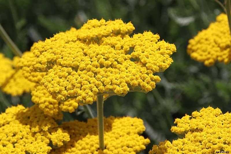 How to Grow and Care for Yarrow