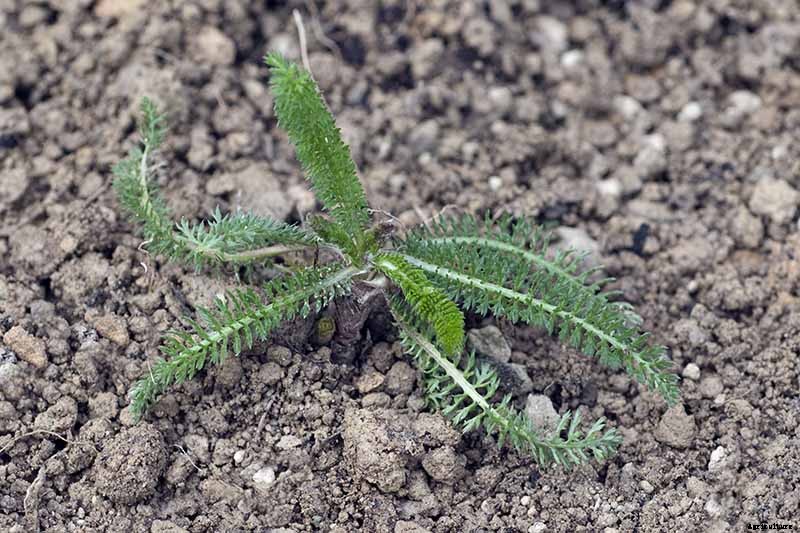 How to Grow and Care for Yarrow