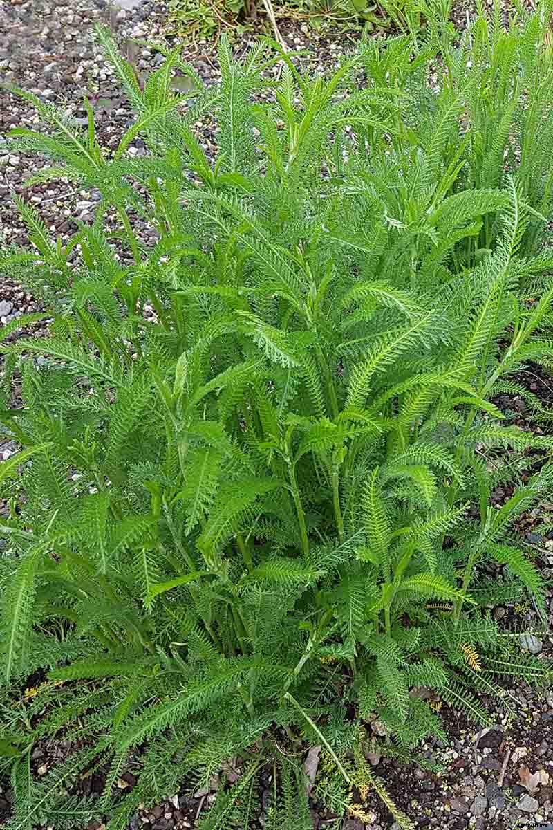 How to Grow and Care for Yarrow