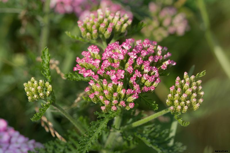 How to Grow and Care for Yarrow
