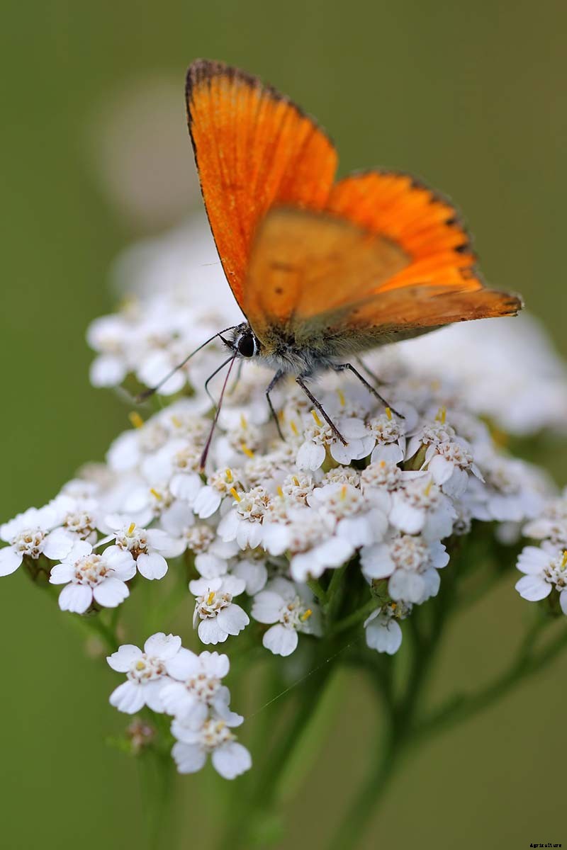 How to Grow and Care for Yarrow
