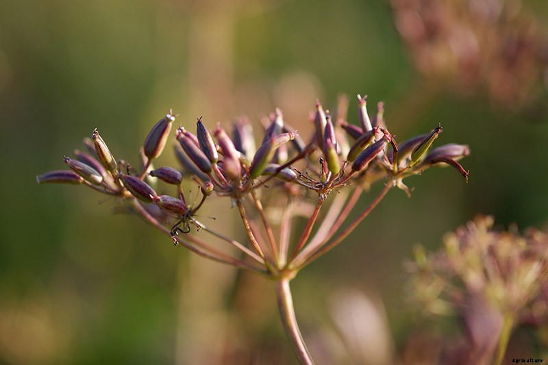 How to Grow and Care for Yarrow