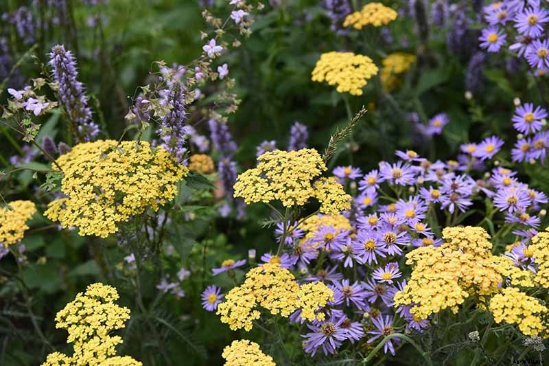 How to Grow and Care for Yarrow