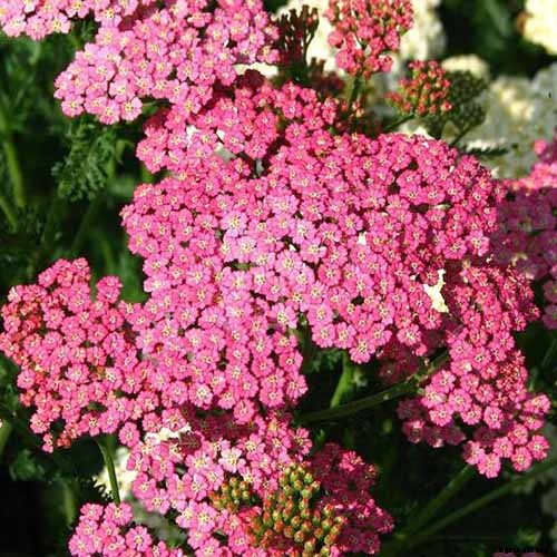 How to Grow and Care for Yarrow
