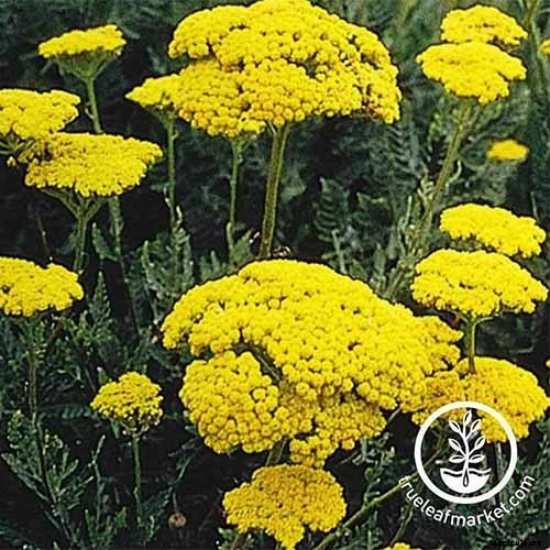 How to Grow and Care for Yarrow