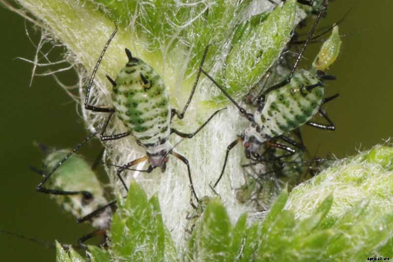 How to Grow and Care for Yarrow