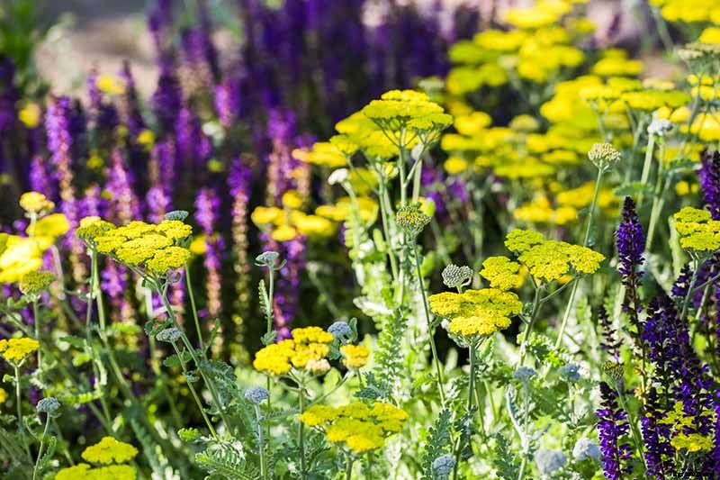 How to Grow and Care for Yarrow