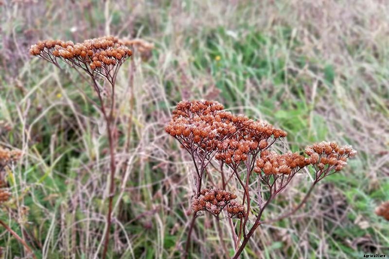 How to Grow and Care for Yarrow