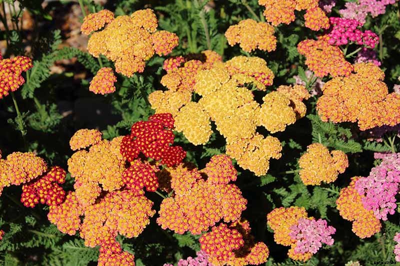 How to Grow and Care for Yarrow