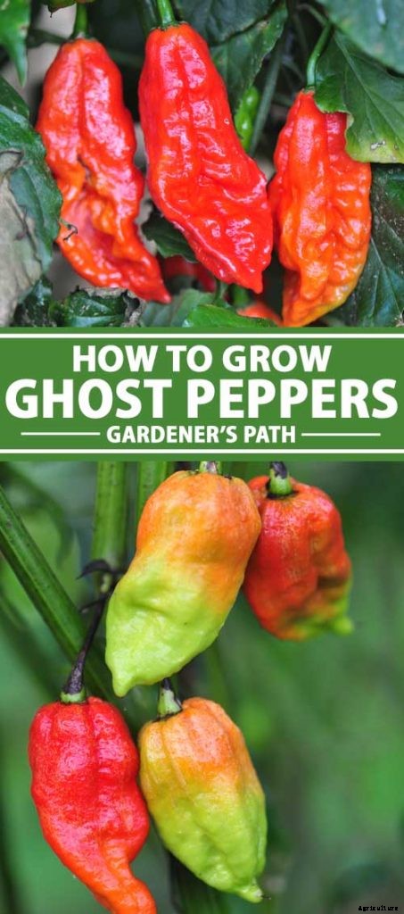 How to Plant and Grow Ghost Peppers