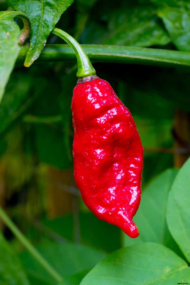 How to Plant and Grow Ghost Peppers
