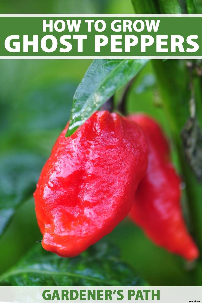 How to Plant and Grow Ghost Peppers