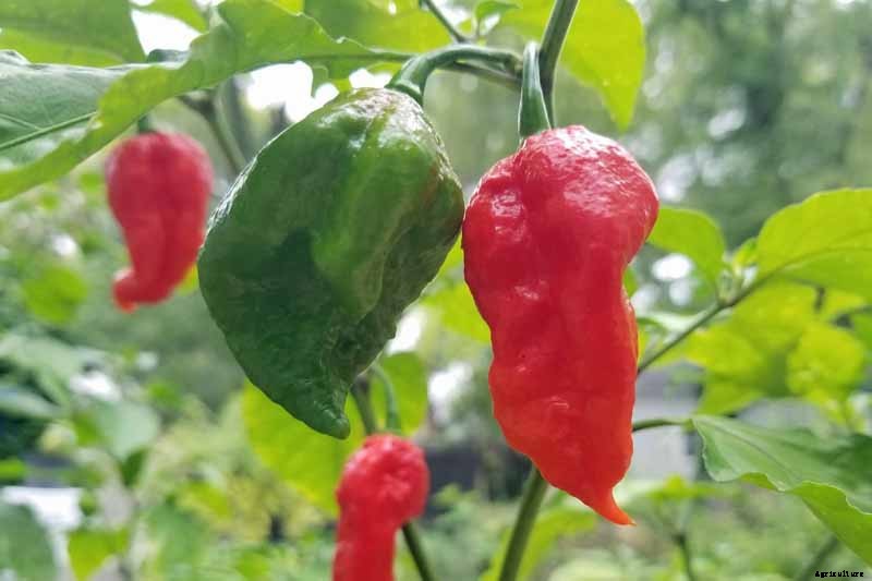 How to Plant and Grow Ghost Peppers