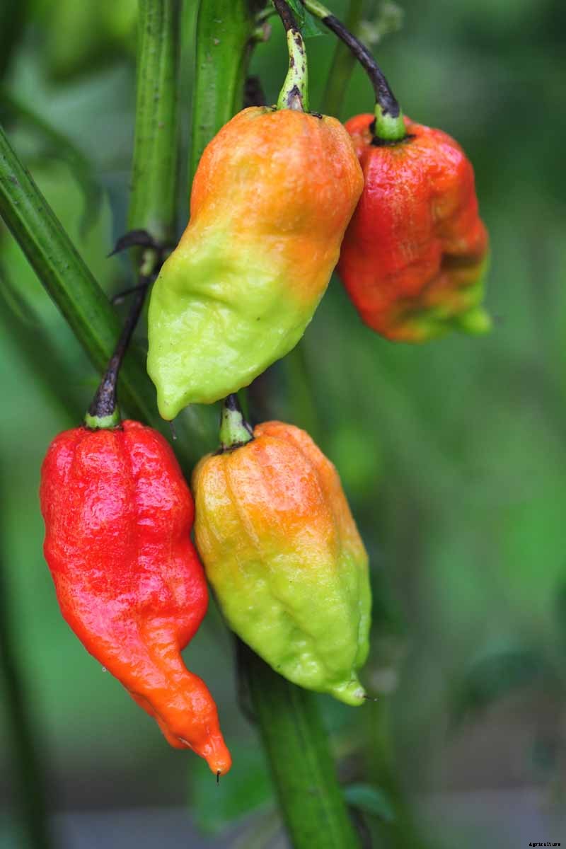 How to Plant and Grow Ghost Peppers
