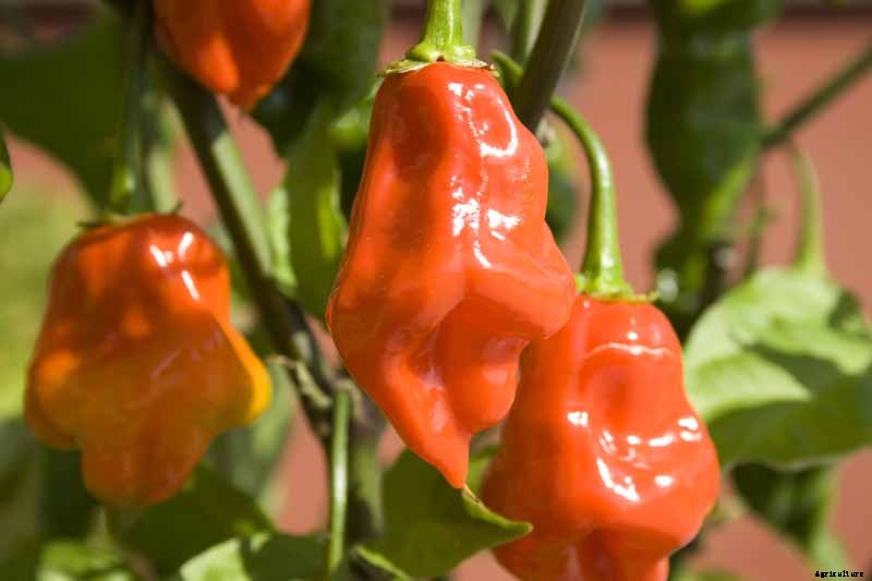 How to Plant and Grow Ghost Peppers