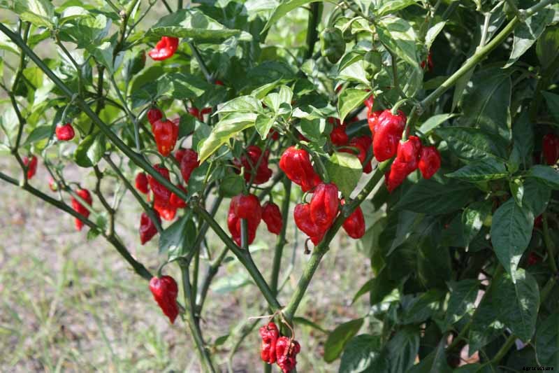 How to Plant and Grow Ghost Peppers