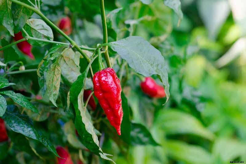 How to Plant and Grow Ghost Peppers