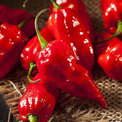 How to Plant and Grow Ghost Peppers