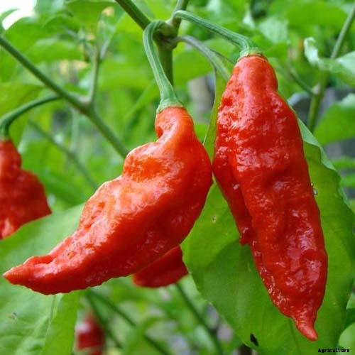 How to Plant and Grow Ghost Peppers