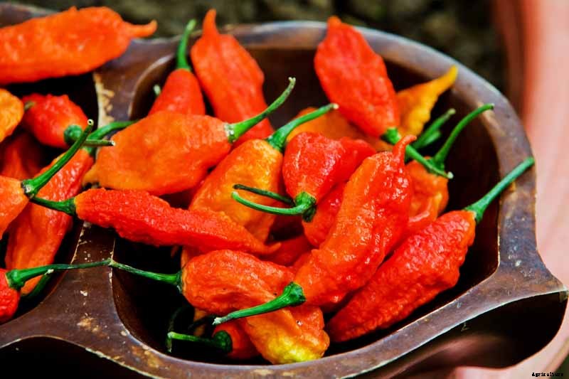 How to Plant and Grow Ghost Peppers