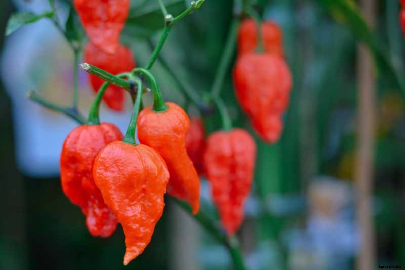How to Plant and Grow Ghost Peppers
